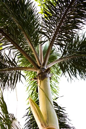 Palms trees on the beachの写真素材