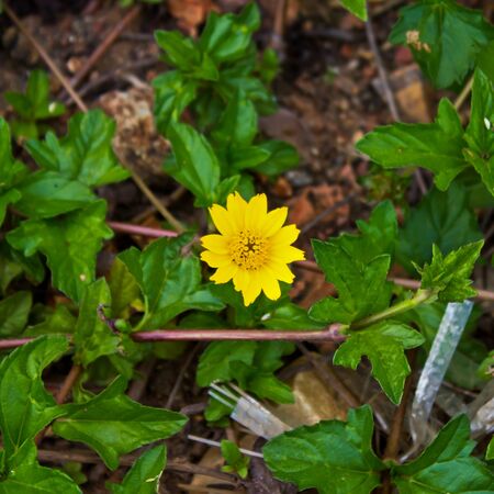 Flower of the grass の写真素材