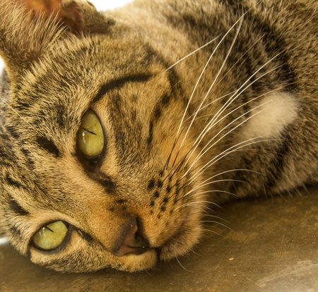 catの写真素材