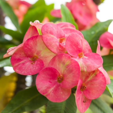 Crown of thorns flowersの写真素材