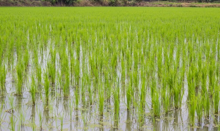 Green rice fields in central Thailand.の写真素材