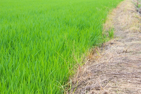 Green rice fields in central Thailand.の写真素材