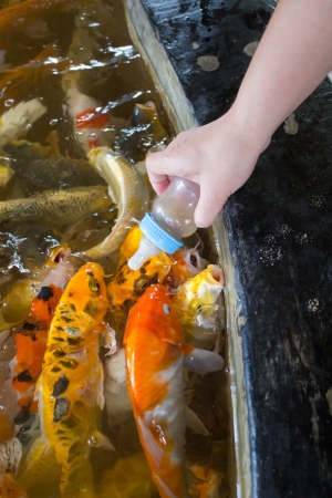 Koi carps crowding together competing for foodの写真素材