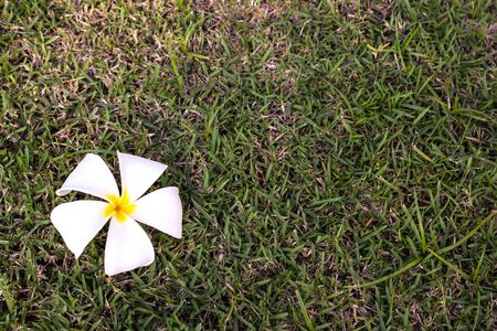 frangipani tropical flowers, green lefs, nature seriesの写真素材