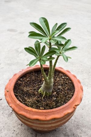 Desert rose or Ping Bignonia in handmade flowerpotの写真素材
