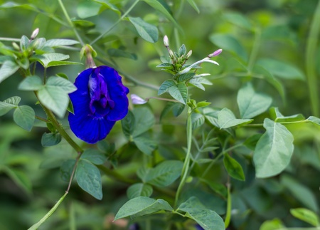 Butterfly Pea Flowerの写真素材