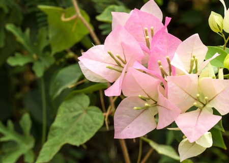 Bougainvillea flowers - Pink flowersの写真素材