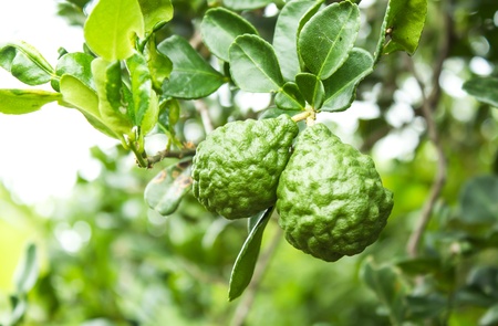 Bergamot on Treeの写真素材