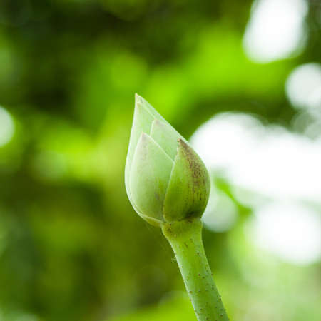 Green lotus flowerの写真素材