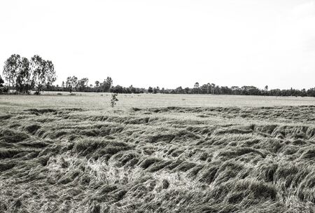 After the storm,The picture shows the wind-blown Rice.の写真素材