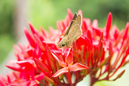 Butterflies feed on flowers.の写真素材