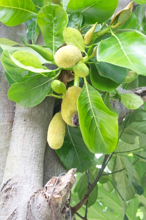 Jackfruit on tree