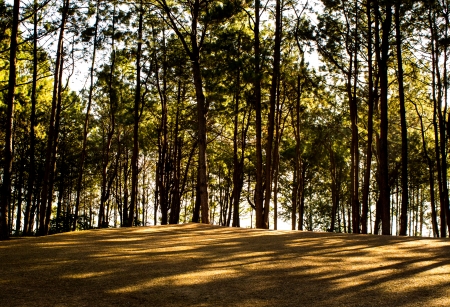 trees in the forestの写真素材