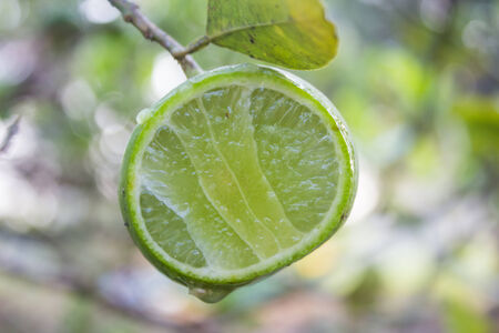 Fresh lime with green leavesの写真素材