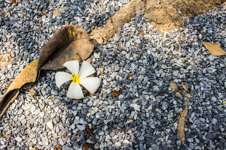 The beautiful Plumeria flower on the old wood backgroundの写真素材