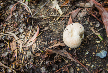 mushrooms in the forestの写真素材