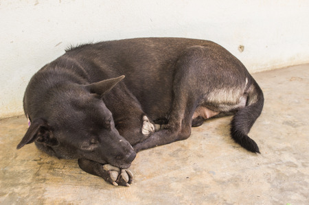 Lazy dog bedの写真素材