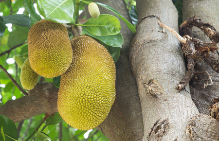 The jackfruit  on a tree