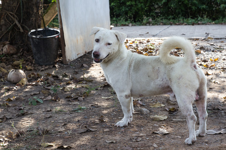 Playful look of my dogの写真素材
