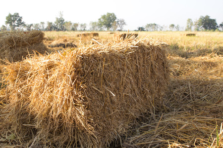 straw in cornfield backgroundの写真素材