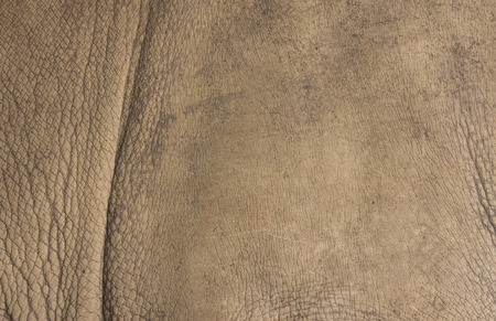 rhino backgroundの写真素材