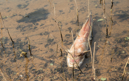 dead fish floated in the dark water, water pollutionの写真素材