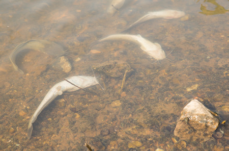 dead fish floated in the dark water, water pollution