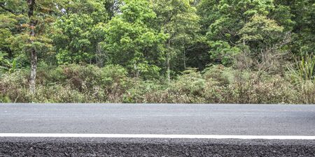 Forest road.の写真素材