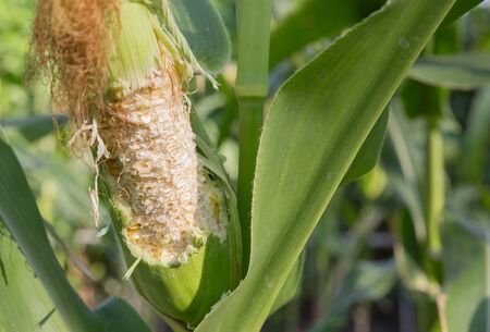 Corn being eaten in the garden, agricultural in thailandの写真素材