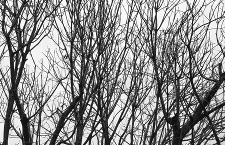 Lonely dead tree. Art nature.の写真素材