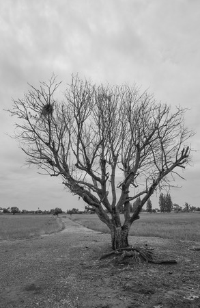 Lonely dead tree. Art nature.の写真素材