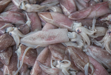 fresh squid on the marketの写真素材
