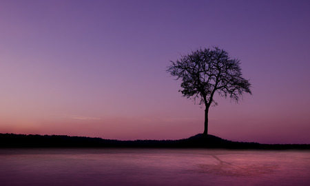 Sunset and dead tree mountainの写真素材
