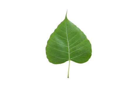 Pho leaf green on isolatedの写真素材