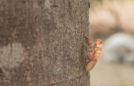 Husk of cicada Husk of cicada Husk of cicada Husk of cicada Husk of cicada