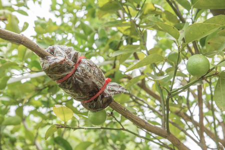 Lemon cultivationの写真素材
