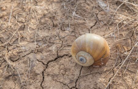 Shells in the ground crackedの写真素材