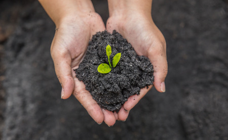 Hands holding sapling in soil surfaceの写真素材