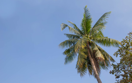 The coconut trees with blue sky and cloud background