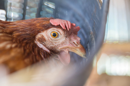 Chicken egg productionの写真素材