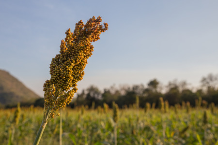 Millet in the farm evening lightの写真素材