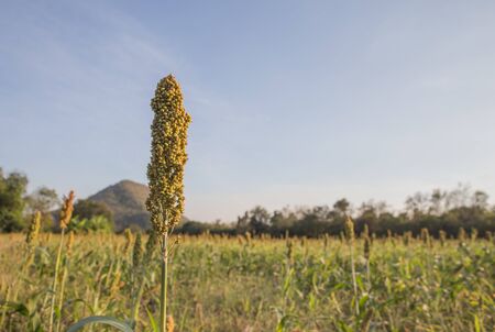 Millet in the farm evening lightの写真素材