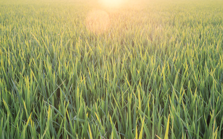rice plant in rice field backgroundの写真素材