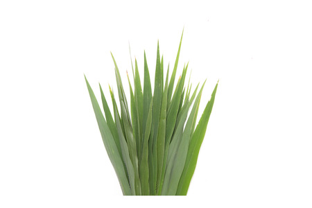 Green grass on white backgroundの写真素材
