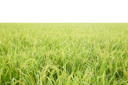 rice field on a background  isolated on whiteの写真素材