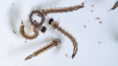 Bunch of a mosquito larvae swimming on water
