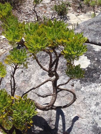 Tree on Top of the Table Mountainの素材