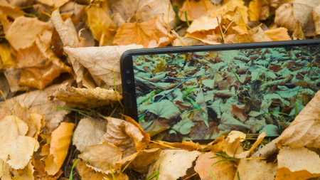autumn leaves on the smartphone screen