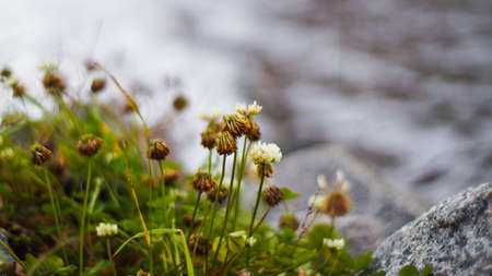 lake shore with rocks and plantsの写真素材