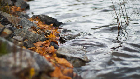 lake shore with rocks and plants
